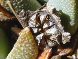 Rabiea albinota fruit husk of long ago